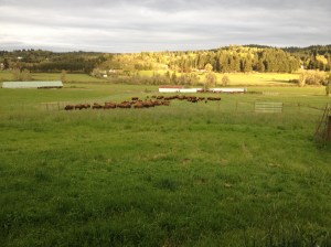 Green Fields Bison Ranch photo